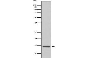 Western Blotting (WB) image for anti-Cystatin C (CST3) antibody (ABIN7606934)