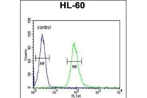 IL2RG Antibody (N-term) (ABIN653403 and ABIN2842858) flow cytometric analysis of HL-60 cells (right histogram) compared to a negative control cell (left histogram). (IL2RG 抗体  (N-Term))