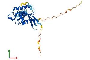 Protein Structure (PS) image for RAB17, Member RAS Oncogene Family (RAB17) (AA 1-214) protein (His tag) (ABIN7563161)