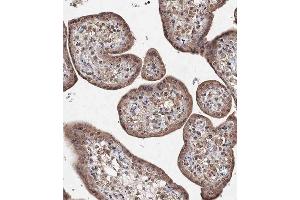 Immunohistochemical analysis of A on paraffin-embedded Human placenta tissue.