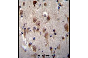 LRRC28 Antibody (C-term) (ABIN656459 and ABIN2845743) immunohistochemistry analysis in formalin fixed and paraffin embedded human brain tissue followed by peroxidase conjugation of the secondary antibody and DAB staining. (LRRC28 抗体  (C-Term))