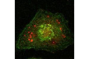 Confocal immunofluorescence analysis of Hela cells using Calnexin mouse mAb (green). (Calnexin 抗体)