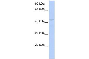 WB Suggested Anti-TAF7 Antibody Titration:  0. (TAF7 抗体  (Middle Region))