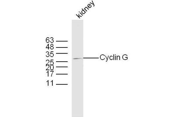 Cyclin G1 抗体  (AA 181-295)