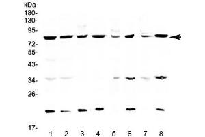 Western blot testing of human 1) HeLa, 2) MCF7, 3) COLO320, 4) U-87 MG, 5) rat brain, 6) rat liver, 7) mouse brain and 8) mouse liver lysate with MRE11 antibody at 0. (Mre11 抗体)