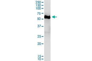 DPYSL4 MaxPab polyclonal antibody. (DPYSL4 抗体  (AA 1-572))