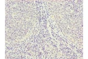 Immunohistochemistry of paraffin-embedded human tonsil tissue using ABIN7142705 at dilution of 1:100 (PGLS 抗体  (AA 1-258))