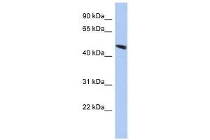 C9ORF68 antibody used at 1 ug/ml to detect target protein. (C9orf68 抗体  (Middle Region))