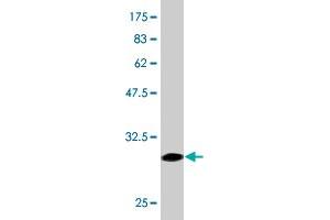 Western Blot detection against Immunogen (28. (alpha 1 Adrenergic Receptor 抗体  (AA 1-27))