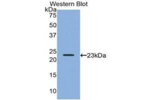 Western Blotting (WB) image for anti-Relaxin 2 (RLN2) (AA 1-185) antibody (ABIN3204238) (Relaxin 2 抗体  (AA 1-185))