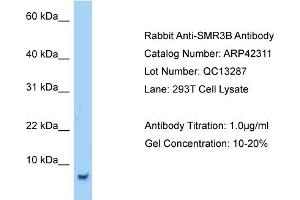 Host:  Rabbit  Target Name:  SMR3B  Sample Tissue:  Human 293T Whole Cell  Antibody Dilution:  1ug/ml (SMR3B 抗体  (Middle Region))