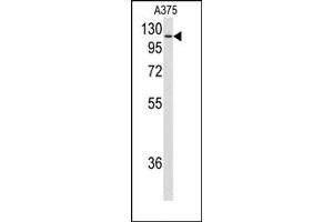 Image no. 1 for anti-Heat Shock 105kDa/110kDa Protein 1 (HSPH1) (C-Term) antibody (ABIN358041) (HSPH1 抗体  (C-Term))