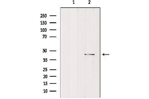 Western blot analysis of extracts from rat brain, using MORF4L1 Antibody. (MORF4L1 抗体  (N-Term))