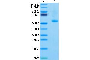 Mouse OX40 Ligand on Tris-Bis PAGE under reduced condition. (TNFSF4 Protein (AA 51-198) (Fc Tag))