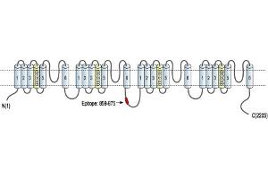 Representative domain view of the target of ABIN7043003.