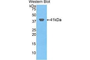 Western Blotting (WB) image for anti-Histone Cluster 2, H2aa3 (HIST2H2AA3) (AA 1-130) antibody (ABIN1859165) (HIST2H2AA3 抗体  (AA 1-130))