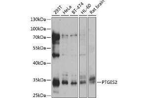 Western blot analysis of extracts of various cell lines, using PTGES2 antibody (ABIN6129084, ABIN6146403, ABIN6146405 and ABIN6217438) at 1:1000 dilution. (PTGES2 抗体  (AA 88-377))