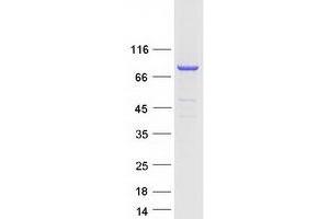 Western Blotting (WB) image for Phospholipase C, delta 4 (PLCD4) protein (Myc-DYKDDDDK Tag) (ABIN2729132)