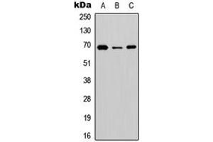 Western blot analysis of BGT-1 expression in HEK293T (A), NS-1 (B), PC12 (C) whole cell lysates. (SLC6A12 抗体  (C-Term))