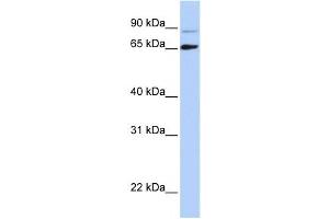 Western Blotting (WB) image for anti-DiGeorge Syndrome Critical Region Gene 8 (DGCR8) antibody (ABIN2458543) (DGCR8 抗体)