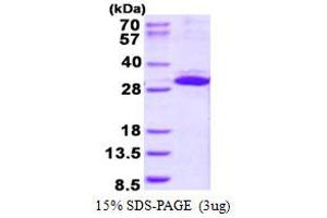 Image no. 1 for Integrin beta 1 Binding Protein 3 (ITGB1BP3) (AA 1-230) protein (His tag) (ABIN6387009)