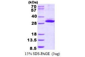 Image no. 1 for Integrin beta 1 Binding Protein 3 (ITGB1BP3) protein (His tag) (ABIN6387009) (ITGB1BP3 Protein (His tag))