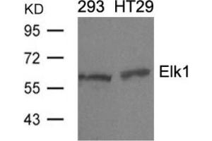 Image no. 3 for anti-ELK1, Member of ETS Oncogene Family (ELK1) (Ser389) antibody (ABIN197160) (ELK1 抗体  (Ser389))