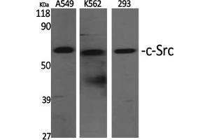 Western Blotting (WB) image for anti-Proto-oncogene tyrosine-protein kinase Src (Src) (Tyr529) antibody (ABIN5961535) (Src 抗体  (Tyr529))