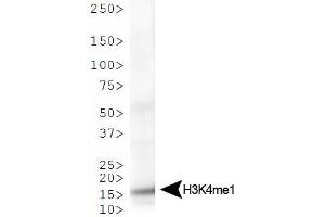 Western Blot of Rabbit Anti-Histone H3 [Monomethyl Lys4] Antibody.