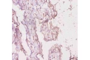 Immunohistochemistry of paraffin-embedded human placenta tissue using ABIN7158439 at dilution of 1:20