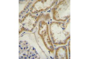 Natriuretic Peptide Receptor C (NPR3/ANPC) Antibody (N-term) A immunohistochemistry analysis in formalin fixed and paraffin embedded human kidney tissue followed by peroxidase conjugation of the secondary antibody and DAB staining. (NPR3 抗体  (N-Term))