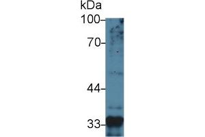 Mouse Capture antibody from the kit in WB with Positive Control: Human liver lysate. (MSTN CLIA Kit)