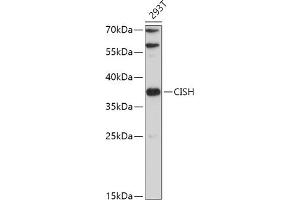Western blot analysis of extracts of 293T cells, using CISH antibody (ABIN7266663) at 1:500 dilution. (CISH 抗体  (AA 17-130))