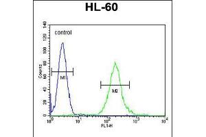 Flow cytometric analysis of HL-60 cells (right histogram) compared to a negative control cell (left histogram). (SOS2 抗体  (N-Term))