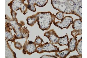 Immunoperoxidase of monoclonal antibody to TGM2 on formalin-fixed paraffin-embedded human placenta. (Transglutaminase 2 抗体  (AA 1-120))
