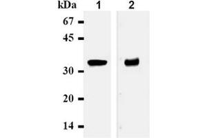 Western Blotting (WB) image for anti-Syntaxin 1A (Brain) (STX1A) antibody (ABIN492371) (STX1A 抗体)
