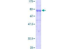 Image no. 1 for Platelet/endothelial Cell Adhesion Molecule (PECAM1) (AA 1-738) protein (GST tag) (ABIN1314630)