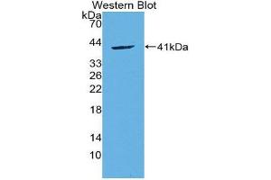 Western Blotting (WB) image for anti-Chemokine (C-C Motif) Ligand 20 (CCL20) (AA 24-95) antibody (ABIN1859836) (CCL20 抗体  (AA 24-95))