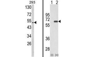 (LEFT) Western blot analysis of Sestrin-2 Antibody (Center) in 293 cell line lysates (35ug/lane). (Sestrin 2 抗体  (Middle Region))