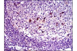 Immunohistochemistry (IHC) image for anti-Transforming Growth Factor, beta 1 (TGFB1) (AA 62-195) antibody (ABIN1846085) (TGFB1 抗体  (AA 62-195))