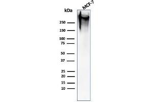 Western Blot Analysis of human MCF-7 cell lysate using MUC-1 / EMA Mouse Monoclonal Antibody (MUC1/520). (MUC1 抗体)