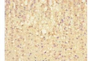 Immunohistochemistry of paraffin-embedded human adrenal gland tissue using ABIN7169723 at dilution of 1:100 (SIGIRR 抗体  (AA 1-120))