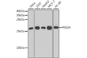Western blot analysis of extracts of various cell lines using POLE4 Polyclonal Antibody at dilution of 1:1000. (POLE4 抗体)