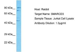 Host: Rabbit Target Name: SMARCD3 Sample Tissue: Human Jurkat Whole Cell Antibody Dilution: 1ug/ml (SMARCD3 抗体  (C-Term))