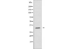 Western blot analysis of extracts from HepG2 cells using RPL5 antibody. (RPL7 抗体  (C-Term))