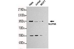 Western blot detection of NUP98 in Hela,Jurkat and MCF7 cell lysates using NUP98 mouse mAb (1:1000 diluted). (NUP98 抗体)
