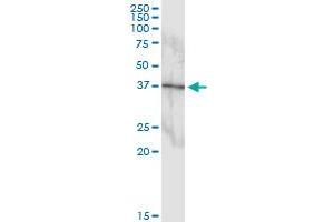 Immunoprecipitation of MAPK11 transfected lysate using anti-MAPK11 MaxPab rabbit polyclonal antibody and Protein A Magnetic Bead , and immunoblotted with MAPK11 purified MaxPab mouse polyclonal antibody (B01P) . (MAPK11 抗体  (AA 1-364))
