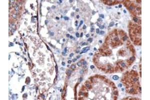 Immunohistochemistry (IHC) image for anti-Duffy Blood Group, Chemokine Receptor (DARC) (N-Term) antibody (ABIN2465620) (DARC 抗体  (N-Term))