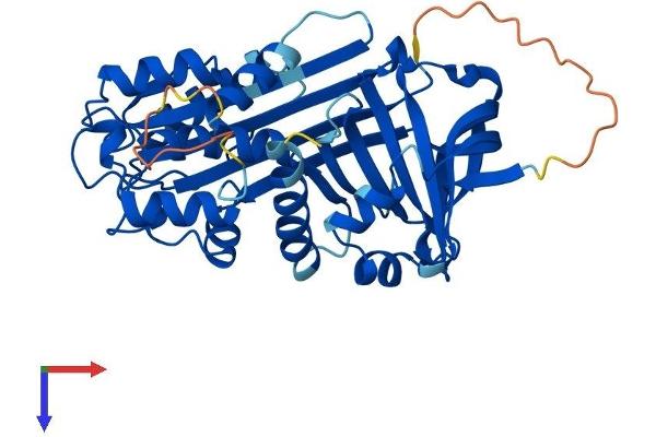 SERPINB3 Protein (AA 1-390) (His tag)