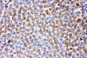 Immunohistochemistry (IHC) image for anti-Adenylate Kinase 2 (AK2) (AA 161-239) antibody (ABIN4886446)